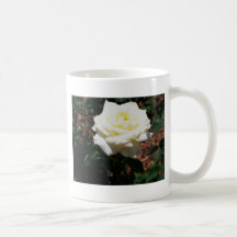 Pale Yellow Rose