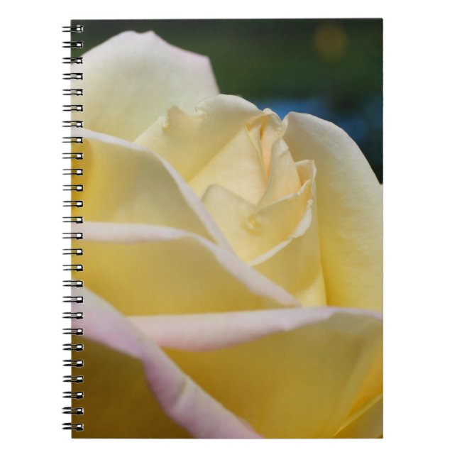 Pale Yellow Rose Flower Nature Notebook (Front)