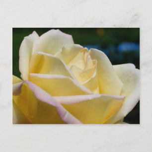 Pale Yellow Rose Flower Postcard