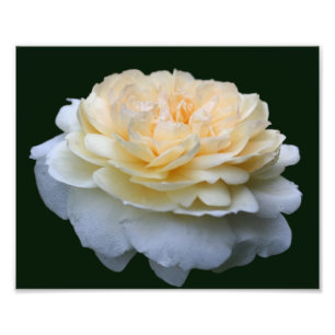 Pale Yellow Rose In Bloom 8x10 Photo Print