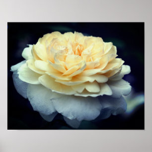 Pale Yellow Rose In Bloom Poster