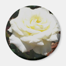 Pale Yellow Rose