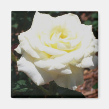 Pale Yellow Rose
