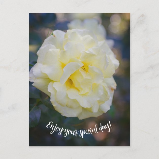 Pale yellow rose postcard (Front)