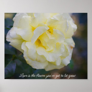 Pale yellow rose poster