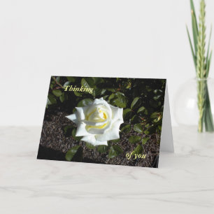 Pale Yellow Rose:  Thinking, of you Card