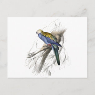 Paleheaded Parrakeet by Edward Lear Postcard