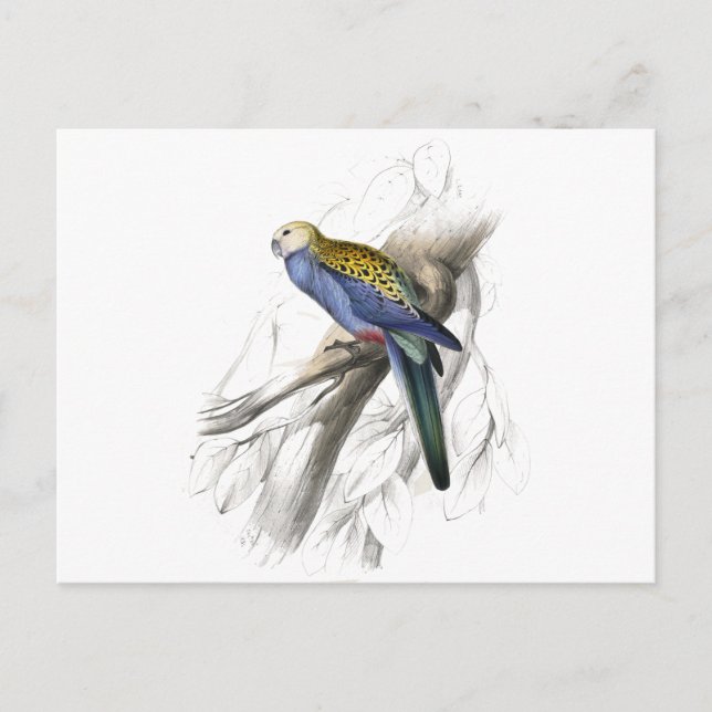 Paleheaded Parrakeet by Edward Lear Postcard (Front)