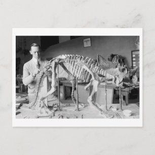 Paleontology Scientist Baby Dinosaur Vintage Postcard