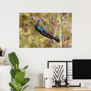 Palestine Sunbird, National Bird Wildlife Poster