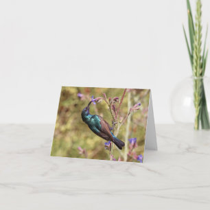 Palestine Sunbird, National Bird Wildlife Poster Card