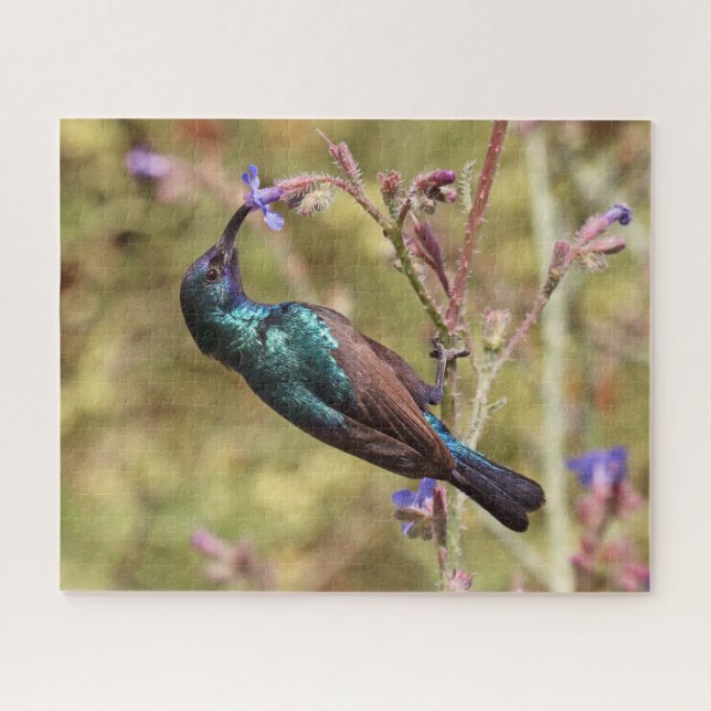 Palestine Sunbird, National Bird Wildlife Poster Jigsaw Puzzle (Horizontal)