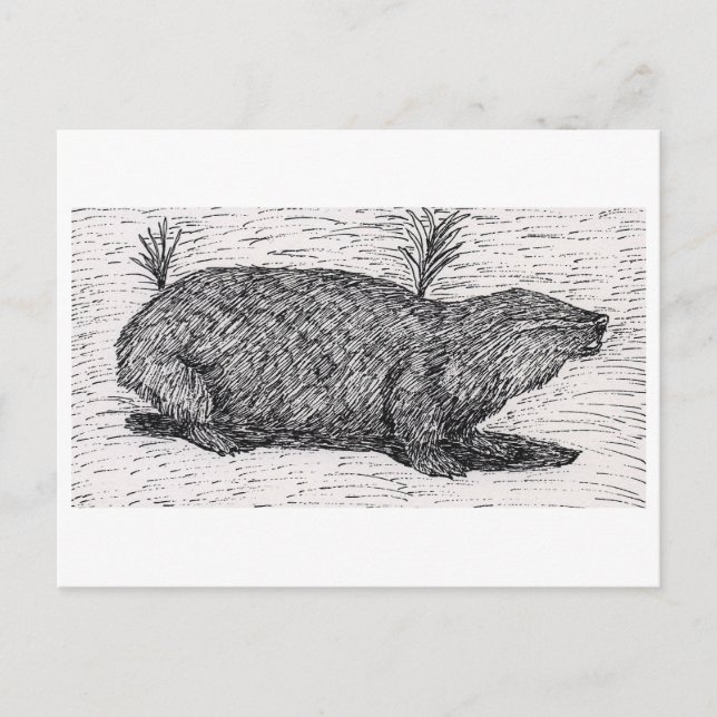 Palestinian Mole Rat Postcard (Front)