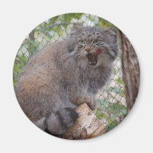 Pallas Cat Magnet