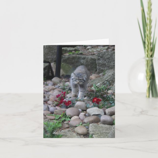 Pallas Cat (Manul) Amongst the Flowers - Greetings Card (Front)