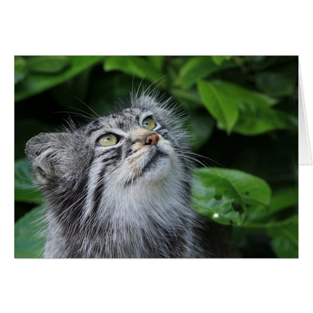 Pallas's cat (Front Horizontal)