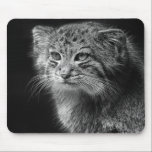 Pallas's cat portrait mouse mat<br><div class="desc">Pallas's cat portrait.</div>