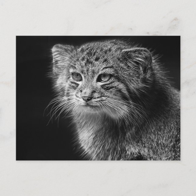 Pallas's cat portrait postcard (Front)