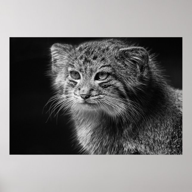 Pallas's cat portrait poster (Front)
