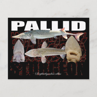 Pallid Sturgeon-Collage-Postcard Postcard