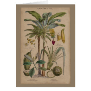 Palm Antique Tropical Fruit Botanical Art