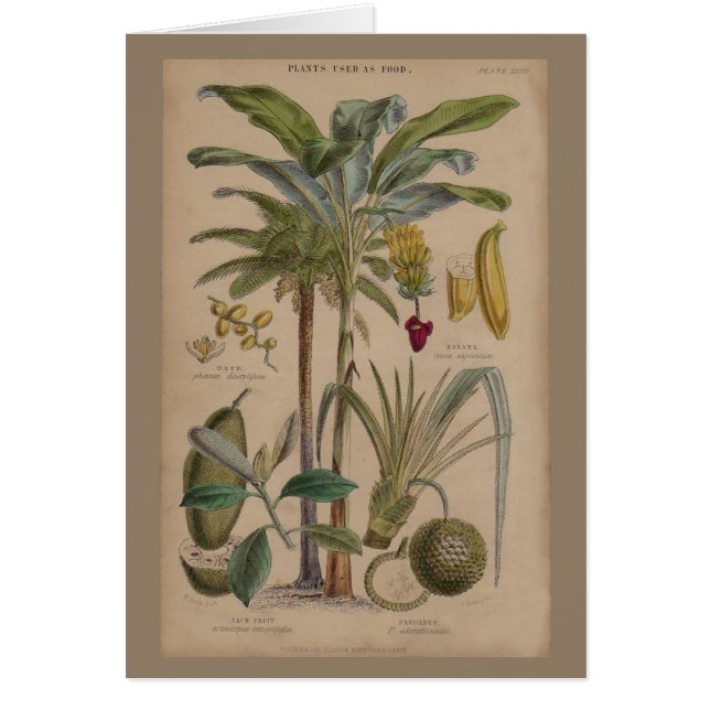 Palm Antique Tropical Fruit Botanical Art (Front)