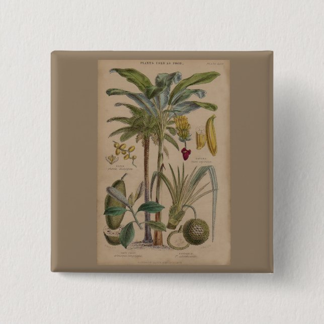 Palm Antique Tropical Fruit Botanical Art 15 Cm Square Badge (Front)