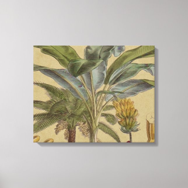 Palm Antique Tropical Fruit Botanical Art Canvas Print (Front)