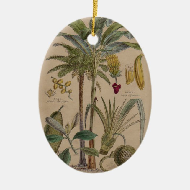 Palm Antique Tropical Fruit Botanical Art Ceramic Tree Decoration (Front)