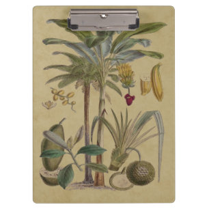Palm Antique Tropical Fruit Botanical Art Clipboard