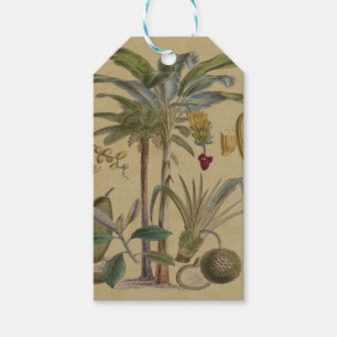Palm Antique Tropical Fruit Botanical Art Gift Tags