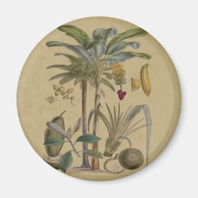 Palm Antique Tropical Fruit Botanical Art Magnet (Front)