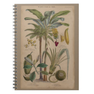 Palm Antique Tropical Fruit Botanical Art Notebook