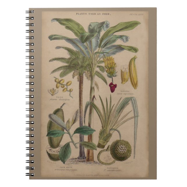 Palm Antique Tropical Fruit Botanical Art Notebook (Front)