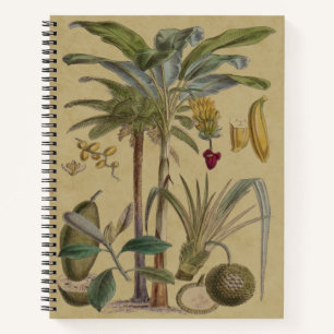 Palm Antique Tropical Fruit Botanical Art Notebook