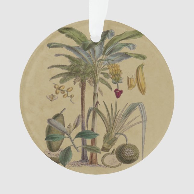 Palm Antique Tropical Fruit Botanical Art Ornament (Front)