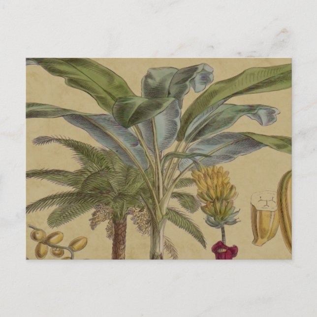 Palm Antique Tropical Fruit Botanical Art Postcard (Front)