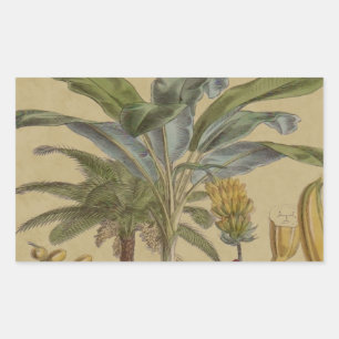 Palm Antique Tropical Fruit Botanical Art Rectangular Sticker