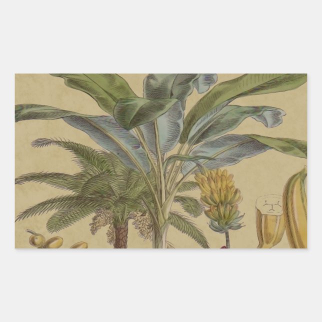 Palm Antique Tropical Fruit Botanical Art Rectangular Sticker (Front)