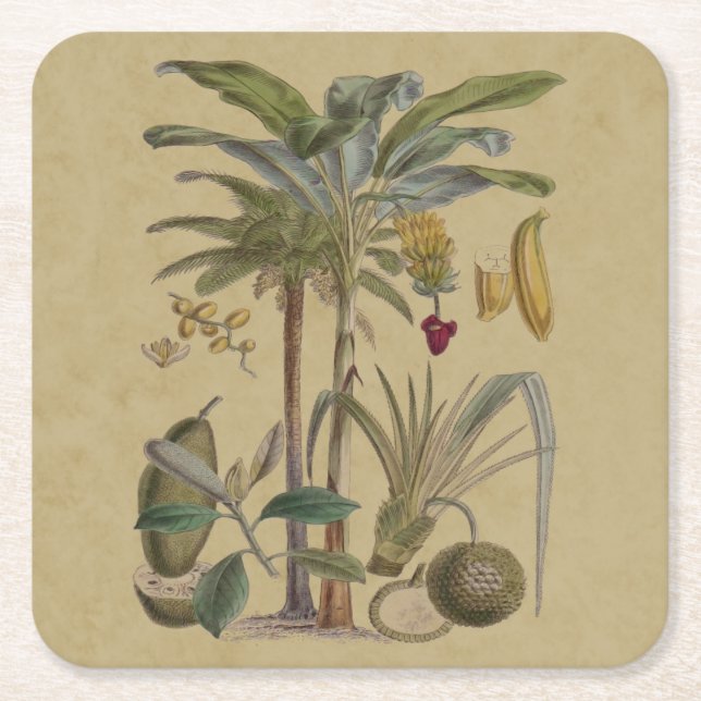 Palm Antique Tropical Fruit Botanical Art Square Paper Coaster (Front)