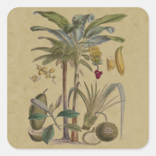 Palm Antique Tropical Fruit Botanical Art Square Sticker