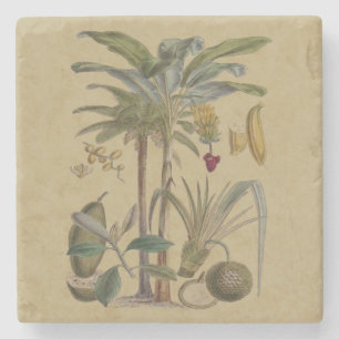 Palm Antique Tropical Fruit Botanical Art Stone Coaster