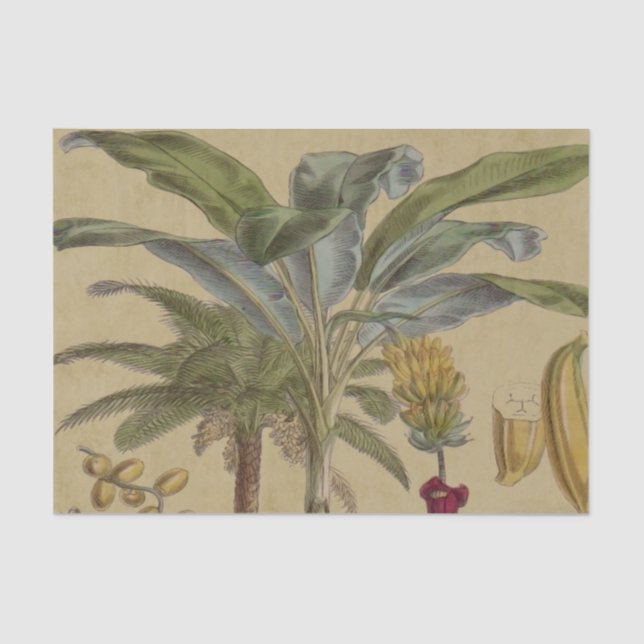 Palm Antique Tropical Fruit Botanical Art Tissue Paper (Front)