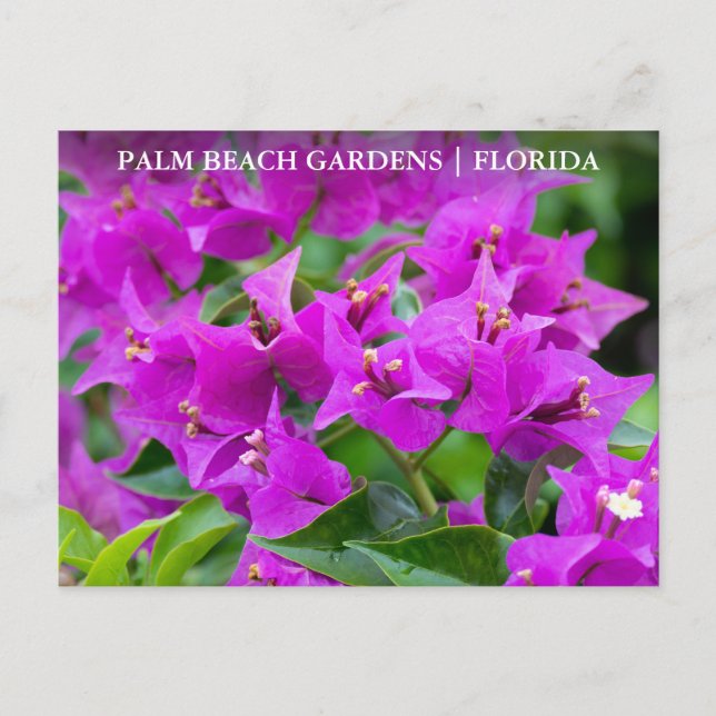 Palm Beach Gardens Florida Floral Travel Postcard (Front)