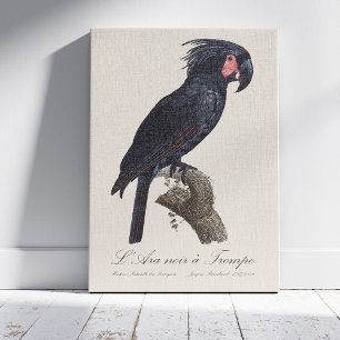 Palm Cockatoo, Probosciger aterrimus parrot, retro Canvas Print