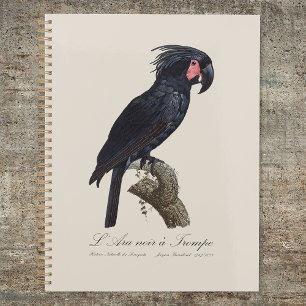 Palm Cockatoo, Probosciger aterrimus parrot, retro Planner