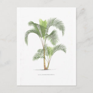 Palm collection - Drawing II Postcard