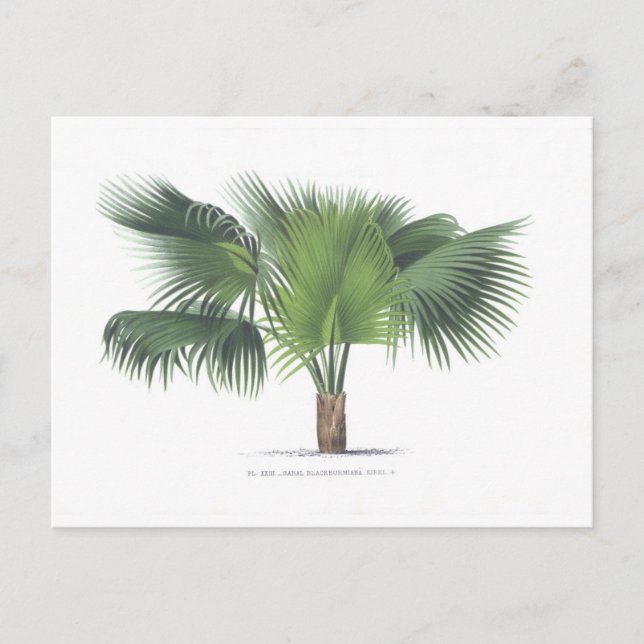 palm drawing VII Postcard (Front)