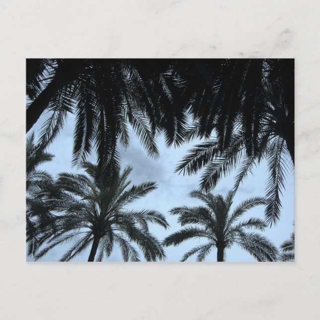 Palm Filled Sky Postcard (Front)