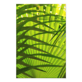 Palm Frond Layers, Landscape Pattern Abstract Photo Print